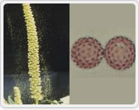 写真４：ブタクサとその花粉